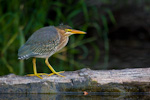 Green Heron
